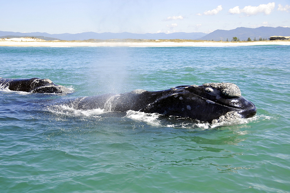 Two southern right whales (Eubalaena australis) spouting near beach, Imbituba, Santa Catarina, Brazil, South Atlantic, South America