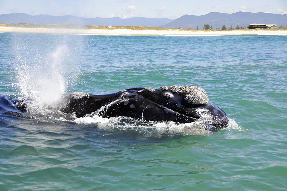 Southern right whale (Eubalaena australis) spouting near beach, Imbituba, Santa Catarina, Brazil, South Atlantic, South America