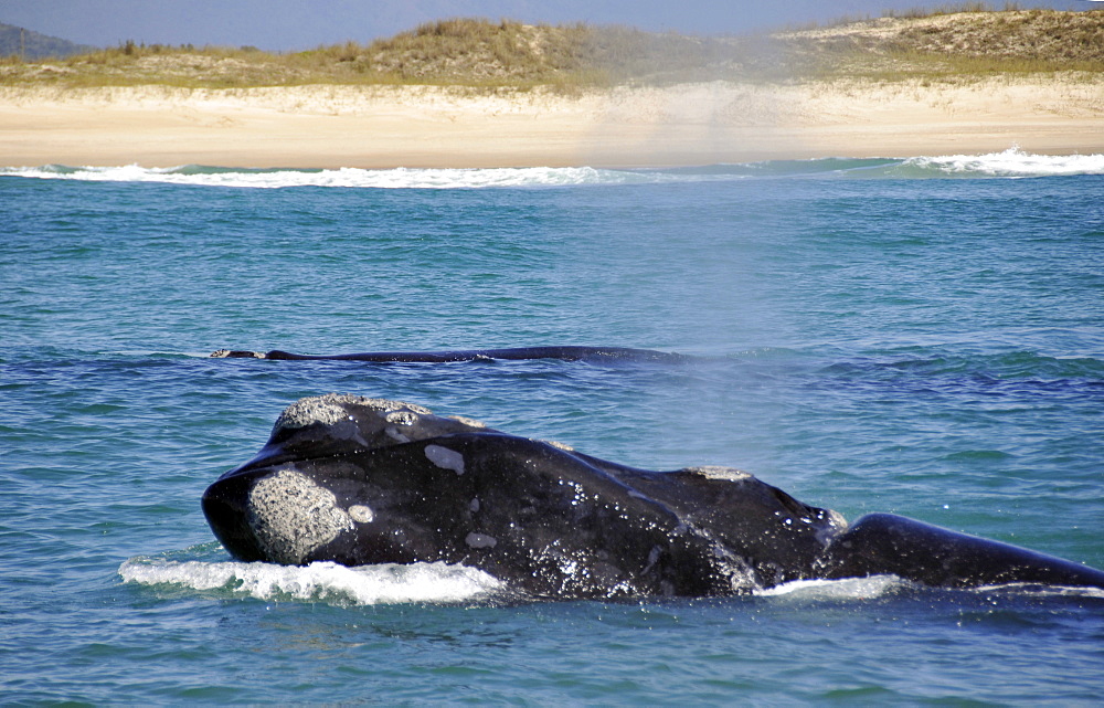 Southern right whale (Eubalaena australis) spouting near beach, Imbituba, Santa Catarina, Brazil, South Atlantic, South America