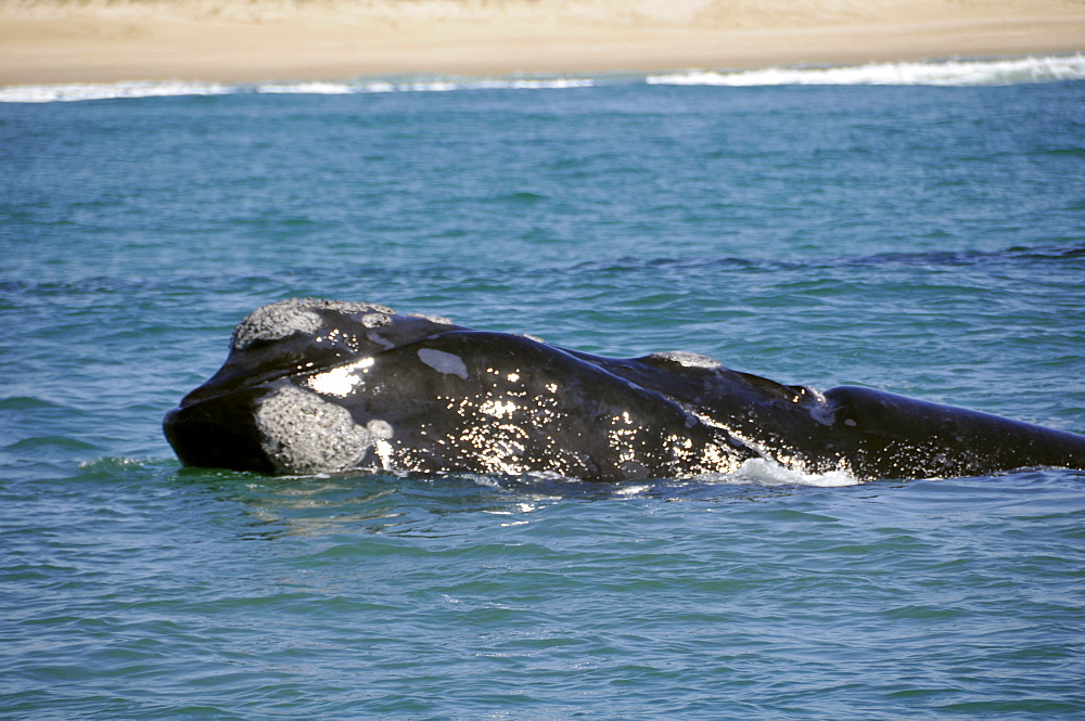 Southern right whale (Eubalaena australis) breathing near beach, Imbituba, Santa Catarina, Brazil, South Atlantic, South America