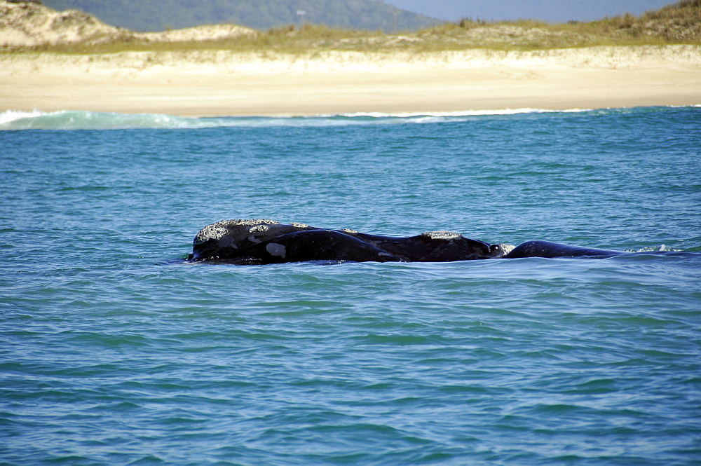 Southern right whale (Eubalaena australis) breathing near beach, Imbituba, Santa Catarina, Brazil, South Atlantic, South America