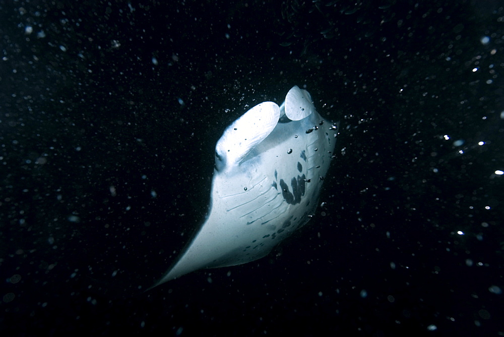 Manta ray (Manta birostris) feeding at night, Kailua-Kona, Big Island, Hawaii, United States of America, Pacific