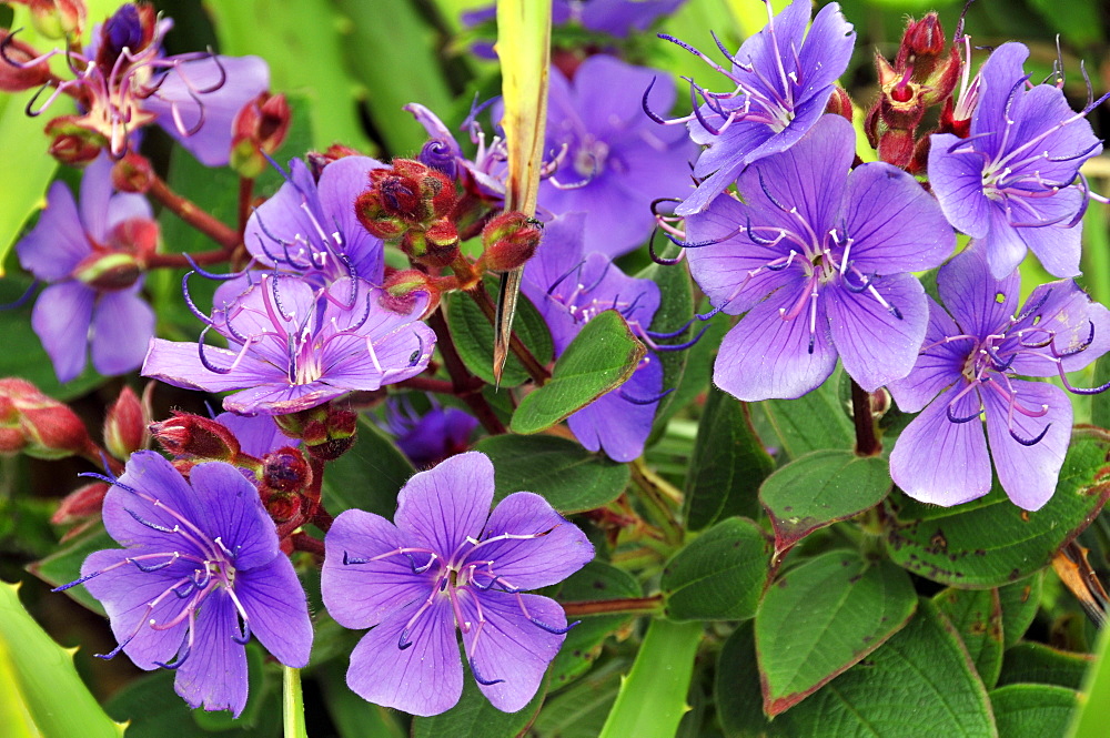 Beach flowers, Imbituba, Santa Catarina, Brazil, South America