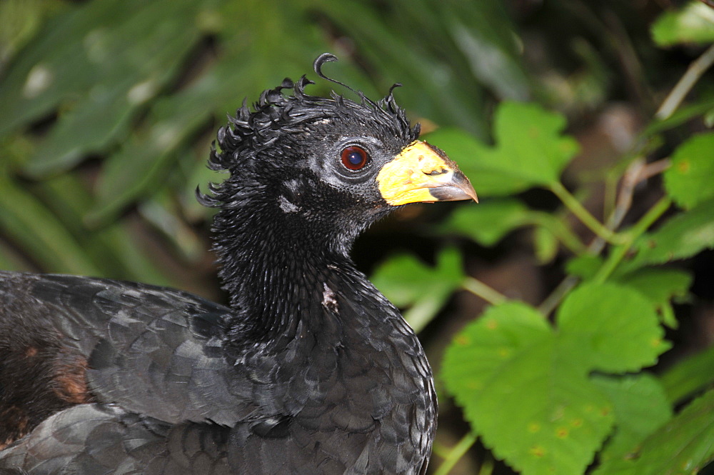 Bare-faced curassow (Crax fasciolata), Foz do IguaÂµu, Parana, Brazil, South America