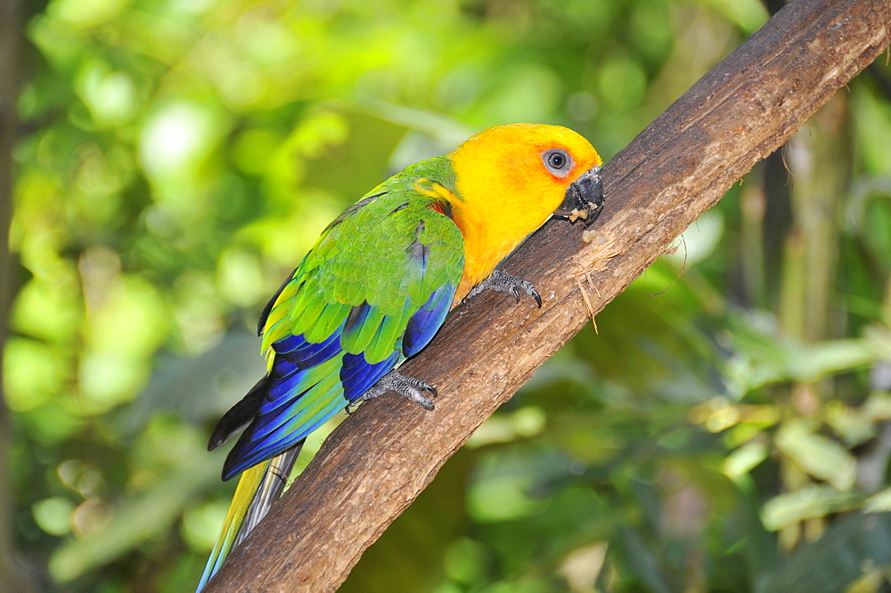 Jandaya parakeet (Aratinga jandaya), Foz do IguaÂµu, Parana, Brazil, South America