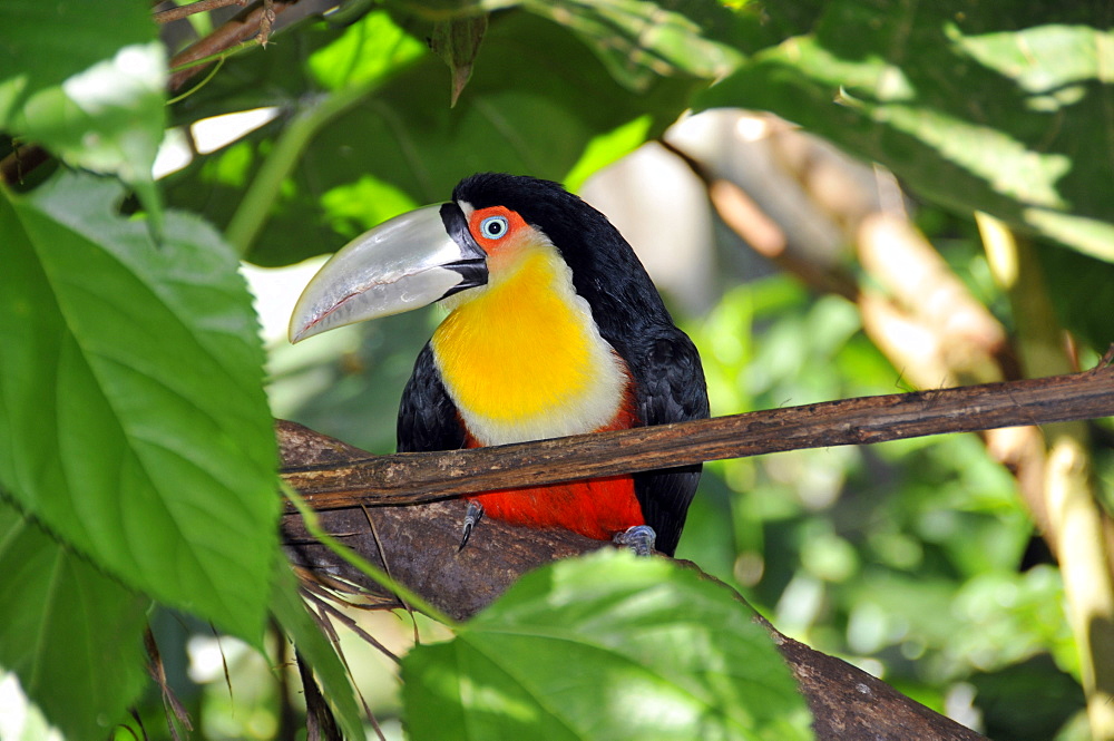 Red breasted toucan (green-billed toucan) (Ramphastos dicolorus), Foz do IguaÂµu, Parana, Brazil, South America