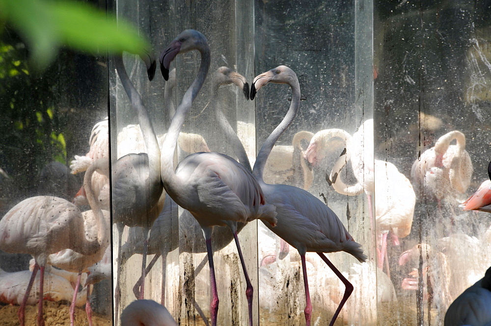 Chilean Flamingos (Phoenicopterus chilensis) staring at mirror, Parque das Aves, Foz do Iguacu, Parana, Brazil, South America