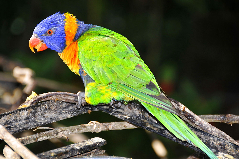 Rainbow lorikeet (Trichoglossus haematodus moluccanus), native to Australasia, Parque das Aves, Foz do IguaÂµu, Parana, Brazil, South America