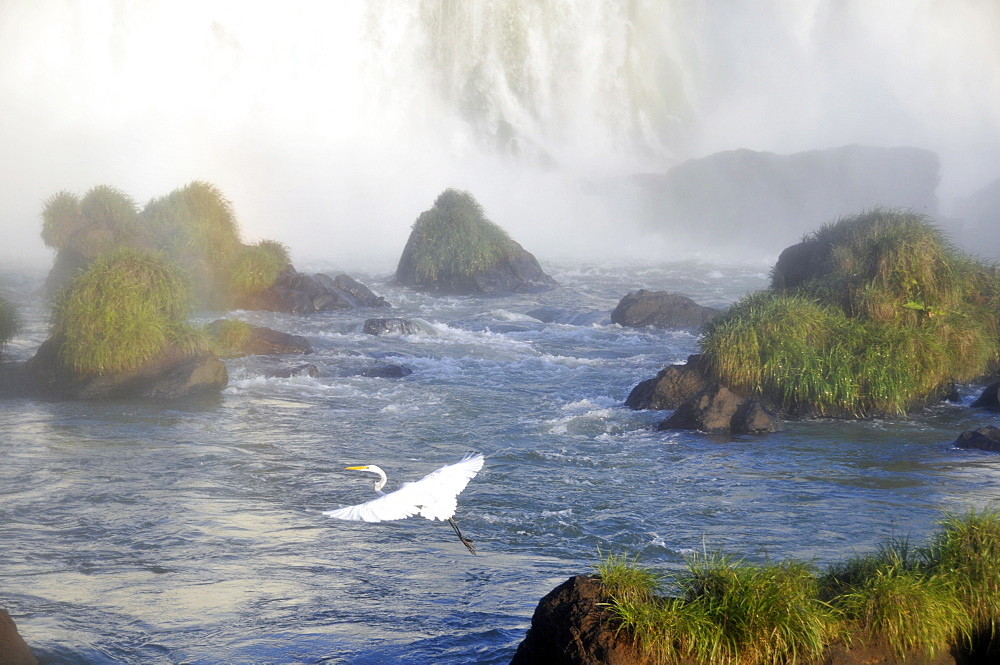 Egret (Egretta alba) at Iguassu Falls, Iguacu National Park, UNESCO World Heritage Site, Parana, Brazil, South America