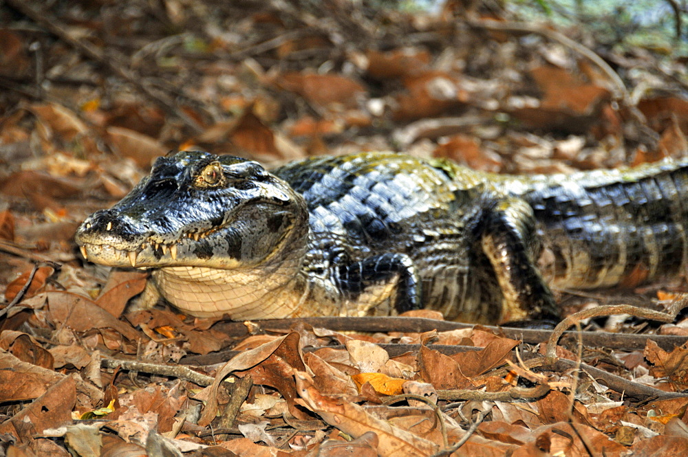 Pantanal caimans (Caiman crocodilus yacare), San Francisco Ranch, Miranda, Mato Grosso do Sul, Brazil, South America