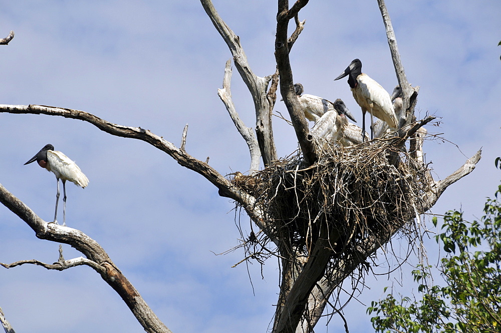 Jabiru stork (Jabiru mycteria) nest with several young, Fazenda San Francisco, Miranda, Mato Grosso do Sul, Brazil, South America