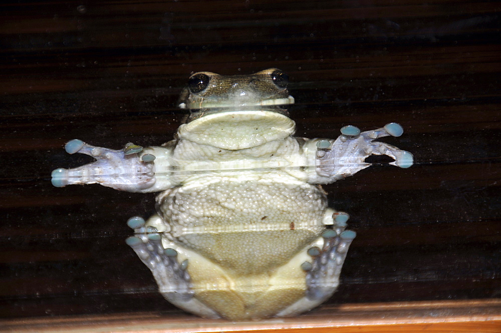 Frog (Hyla sp.) stuck on glass window, Fazenda San Francisco, Miranda, Mato Grosso do Sul, Brazil, South America