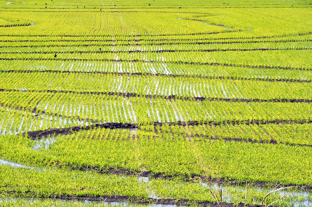 Rice fields of San Francisco Ranch, Pantanal de Miranda, Mato Grosso do Sul, Brazil, South America