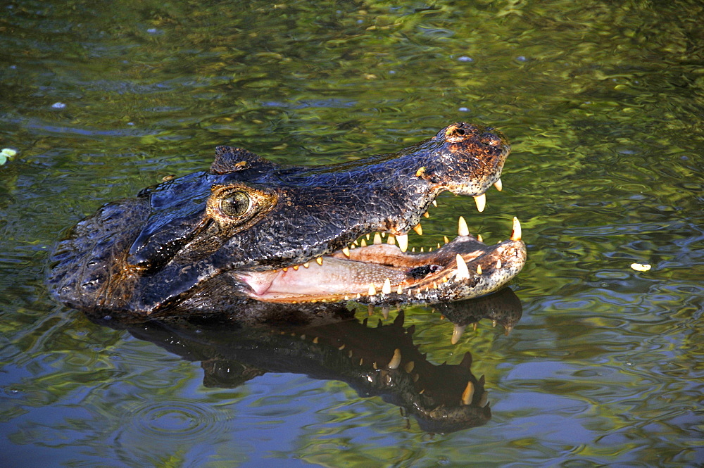 Pantanal caimans (Caiman crocodilus yacare), San Francisco Ranch, Miranda, Mato Grosso do Sul, Brazil, South America