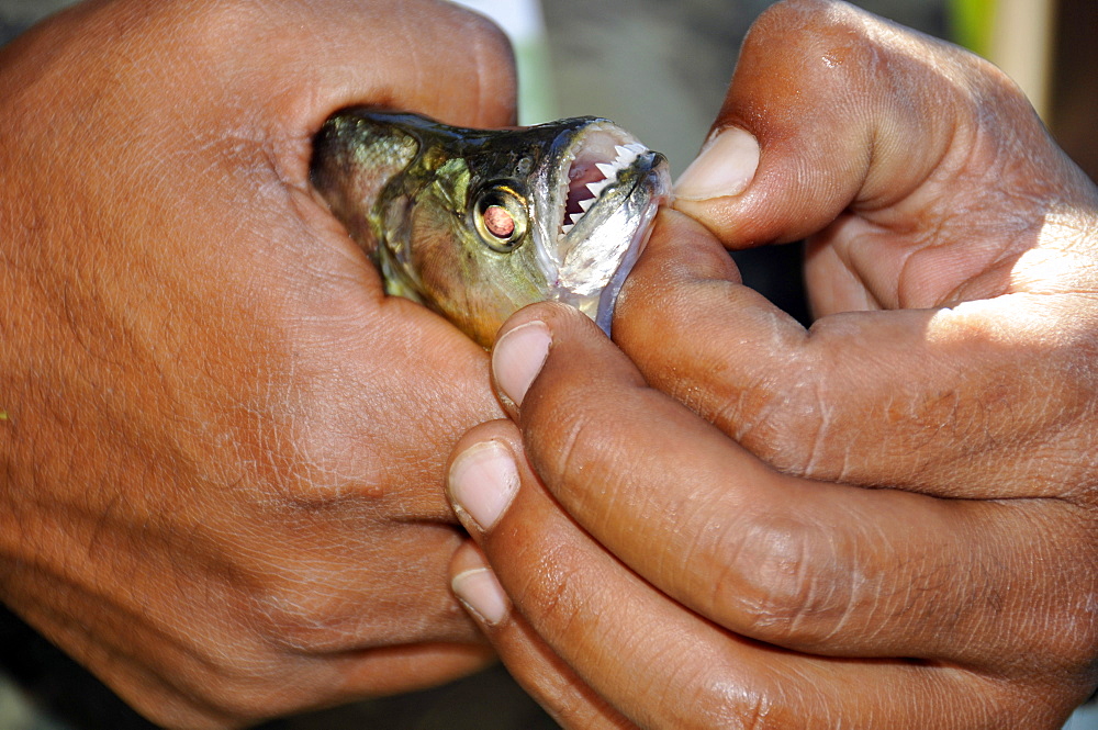 Freshly caught piranha (Pygocentrus nattereri), a carnivorous fish, Pantanal, Mato Grosso do Sul, Brazil, South America