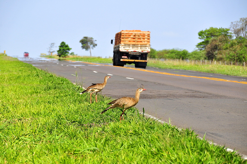 Red legged siriemas (Cariama cristata), close to road, Sao Paulo, Brazil, South America