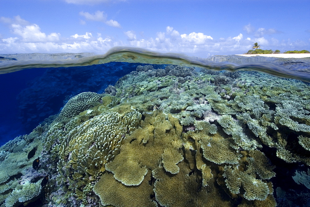 Split image of pristine coral reef and deserted island, Rongelap, Marshall Islands, Micronesia, Pacific