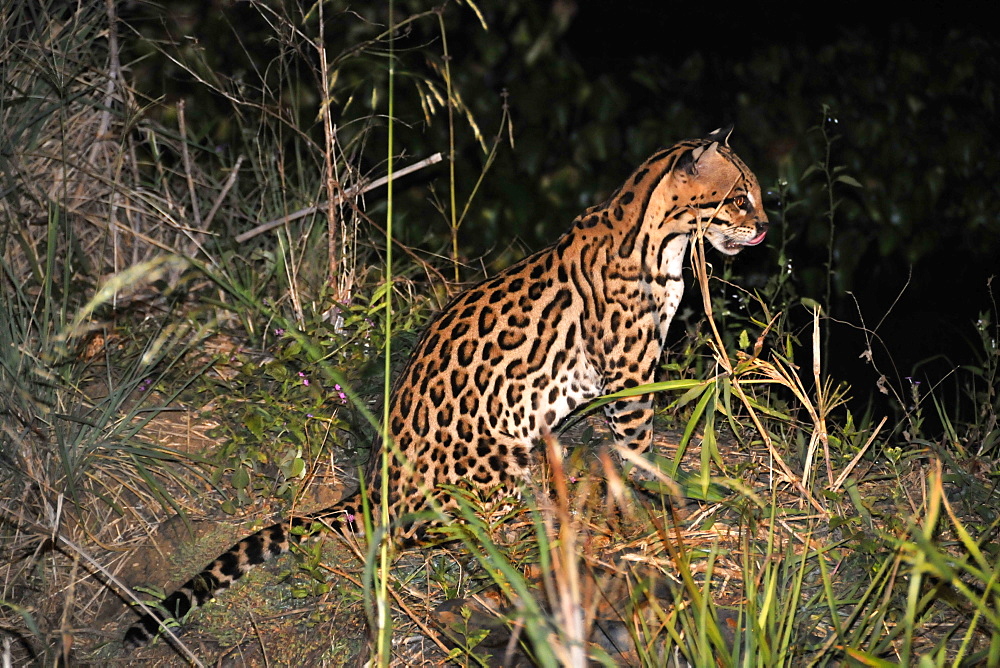 Ocelot (Leopardus pardalis) at night, Fazenda San Francisco, Miranda, Mato Grosso do Sul, Brazil, South America