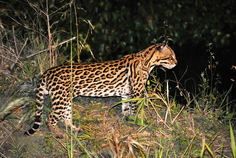 Ocelot (Leopardus pardalis) at night, Fazenda San Francisco, Miranda, Mato Grosso do Sul, Brazil, South America