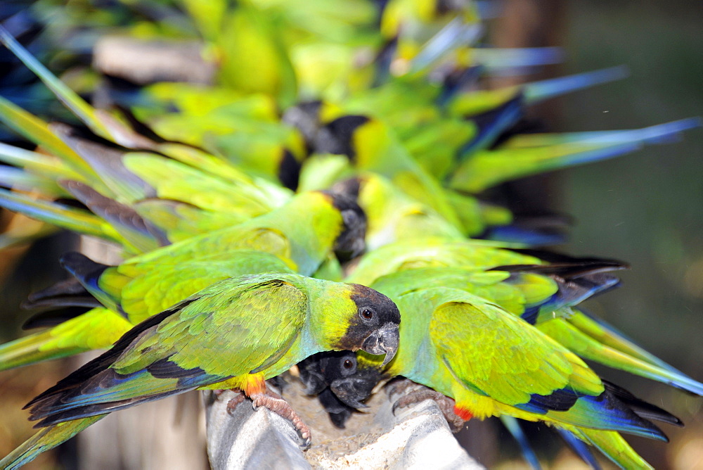 Black-hooded parakeet (Nandayus nenday), Miranda, Pantanal, Mato Grosso do Sul, Brazil, South America