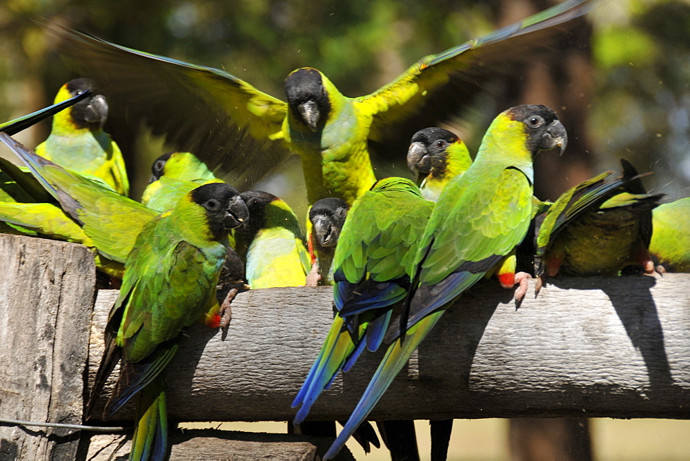 Black-hooded parakeet (Nandayus nenday), Miranda, Pantanal, Mato Grosso do Sul, Brazil, South America