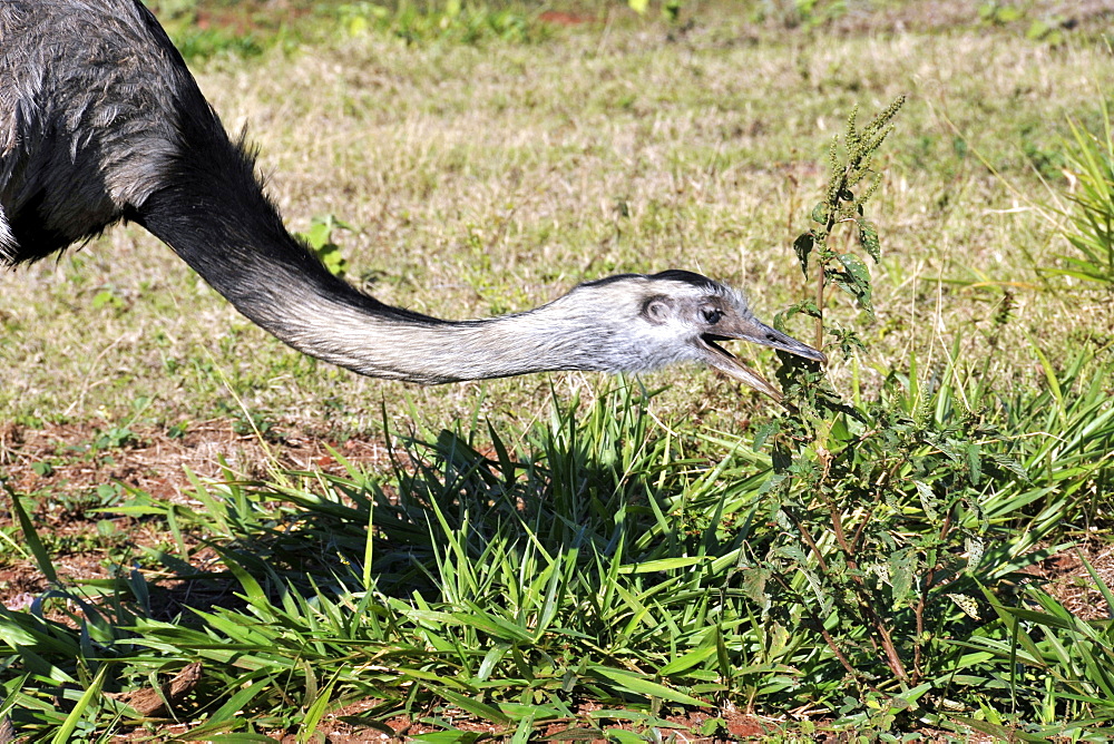 Greater rhea (Rhea americana), Miranda, Pantanal, Mato Grosso do Sul, Brazil, South America