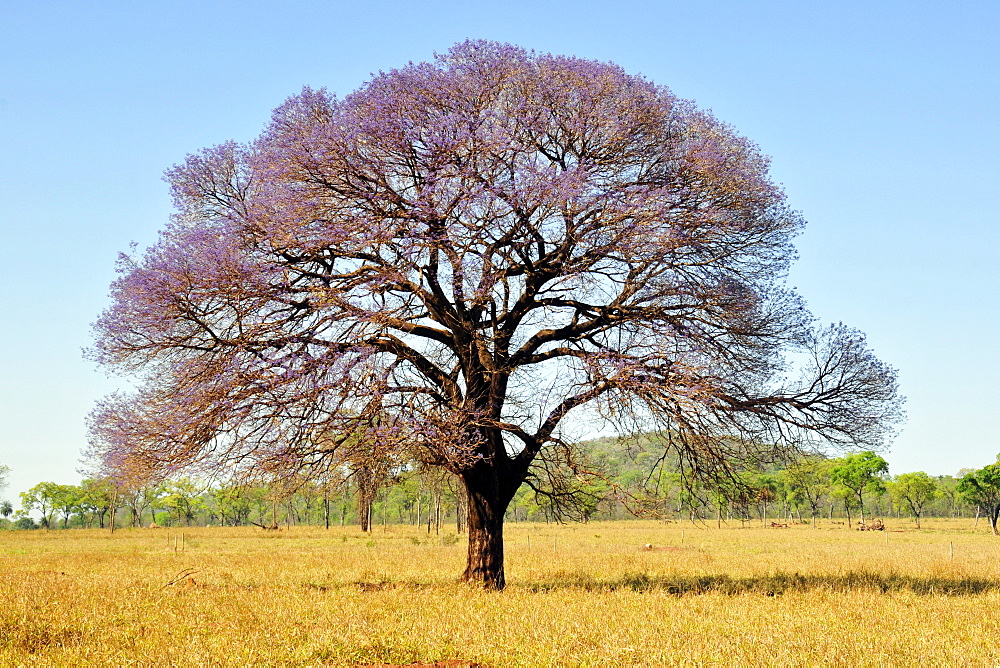 Pink trumpet tree (Tabebuia impetiginosa), Mato Grosso do Sul, Brazil, South America