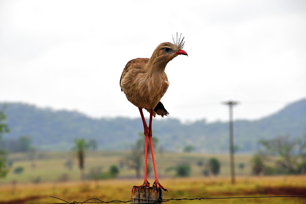 Red legged siriemas (Cariama cristata), Bonito, Mato Grosso do Sul, Brazil, South America