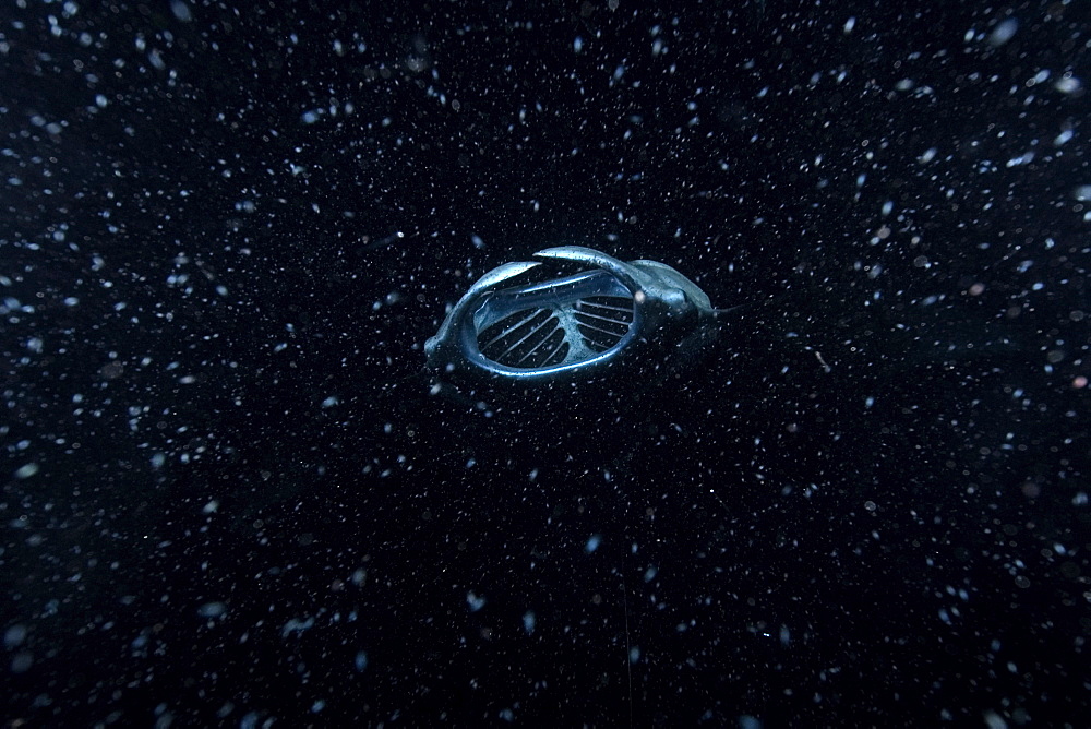 Manta ray (Manta birostris) feeding at night, Kailua-Kona, Big Island, Hawaii, United States of America, Pacific