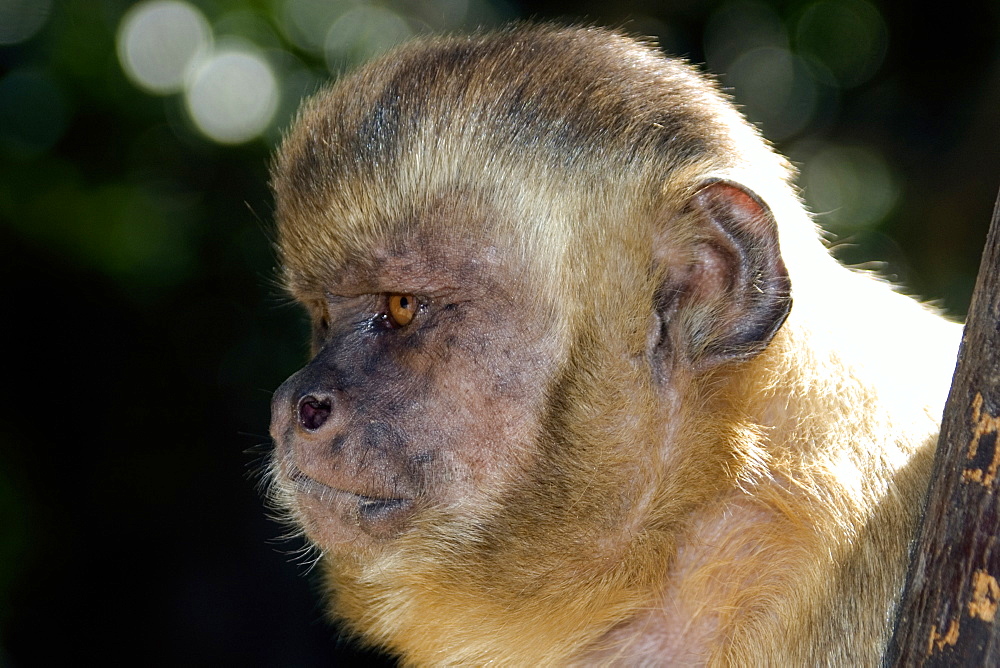 Tufted capuchin (Cebus apella),Preguicas river, Maranhao, Brazil, South America