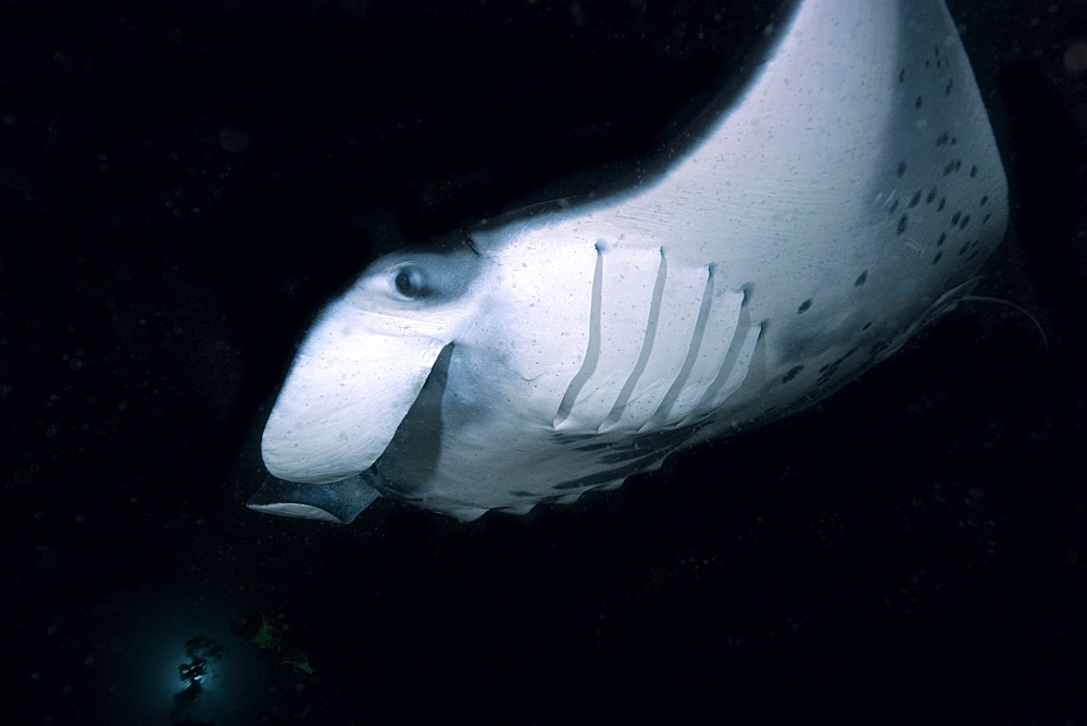 Manta ray (Manta birostris) feeding at night, Kailua-Kona, Big Island, Hawaii, United States of America, Pacific