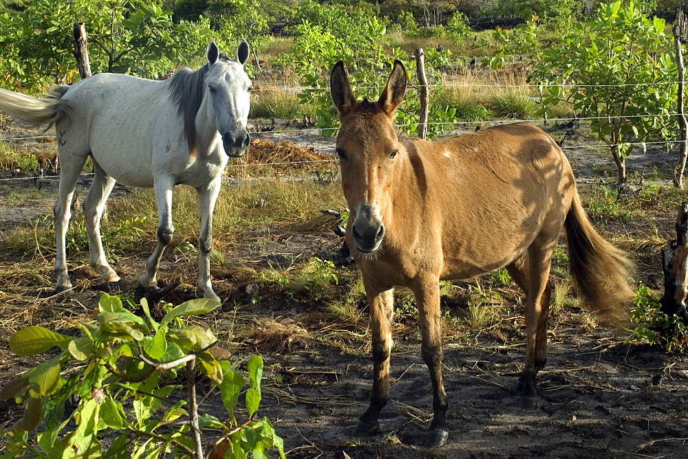 Horse and donkey on a restinga, Santo Amaro do Maranhao, Maranhao, Brazil, South America