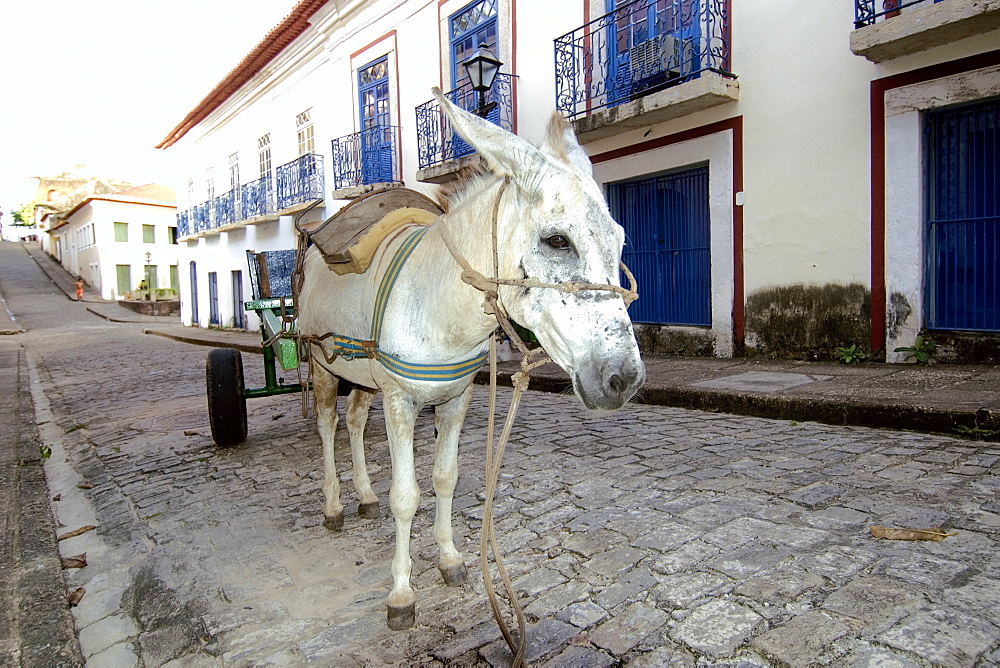 Donkey on the streets of historical center in Sao Luis, UNESCO World Heritage Site, Maranhao, Brazil, South America