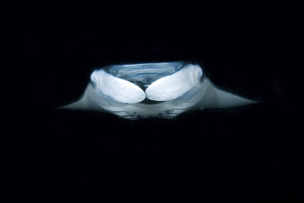 Manta ray (Manta birostris) feeding at night, Kailua-Kona, Big Island, Hawaii, United States of America, Pacific