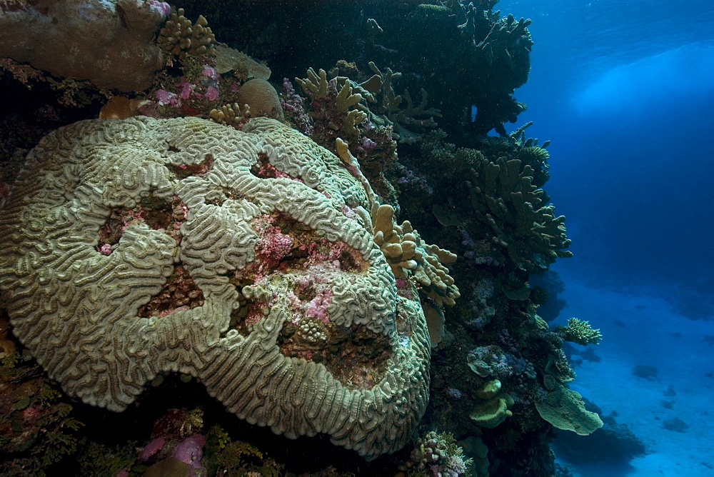 Brain coral, Rongelap, Marshall Islands, Micronesia, Pacific