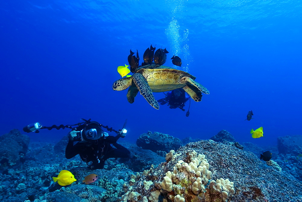 Underwater  photographer Masa Ushioda and Green sea turtle (Chelonia mydas) getting cleaned by yellow tangs (Zebrasoma flavescens) and lined bristletooth (Ctenochaetus striatus), Kailua-Kona, Hawaii, United States of America, Pacific