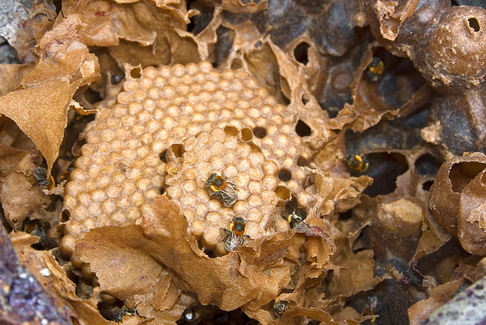 Stingless bee hive of Melipona bicolor at University of Vicosa, Vicosa, Minas Gerais, Brazil, South America