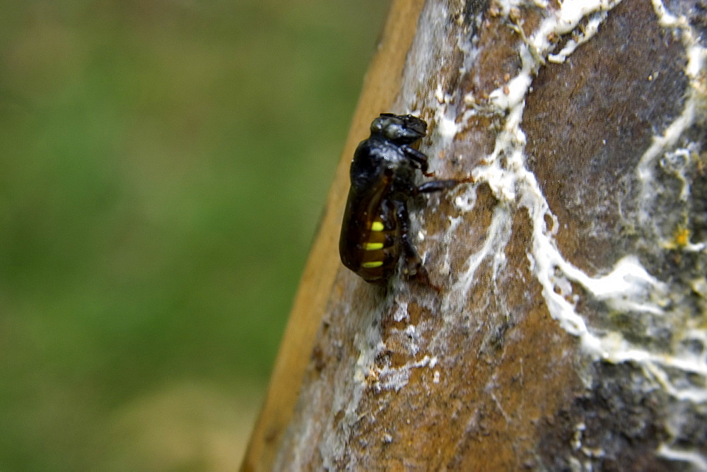 Stingless bee colonies of Melipona quadrifasciata at University of Vicosa, Vicosa, Minas Gerais, Brazil, South America