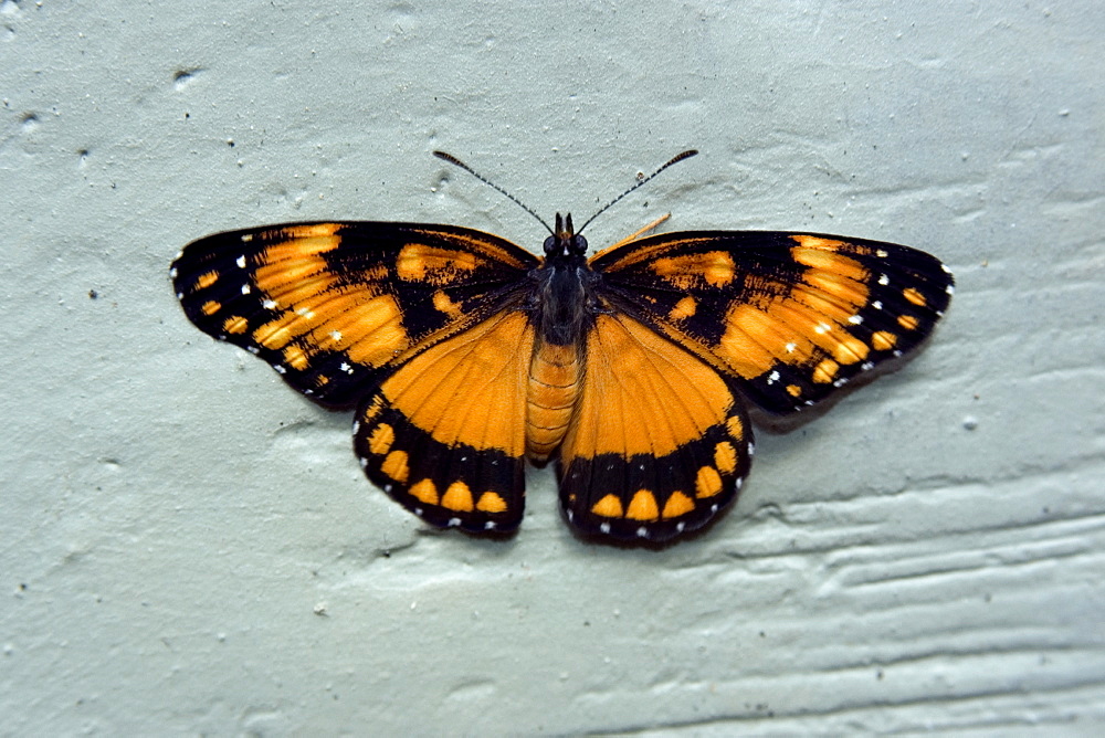 Butterfly, Vicosa, Minas Gerais, Brazil, South America