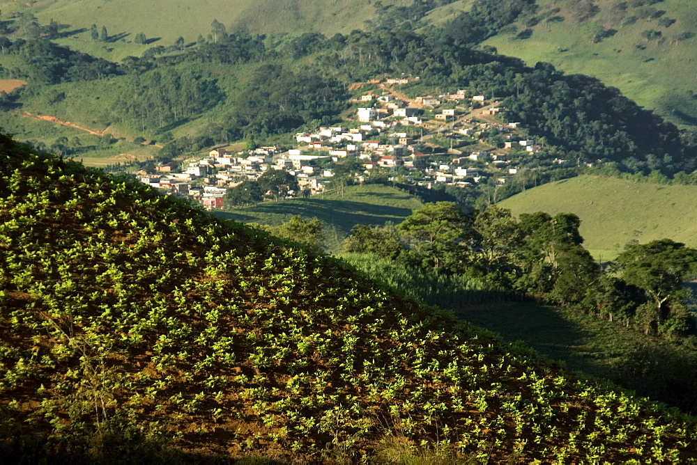 Bean plantation near Visconde do Rio Branco, Minas Gerais, Brazil, South America