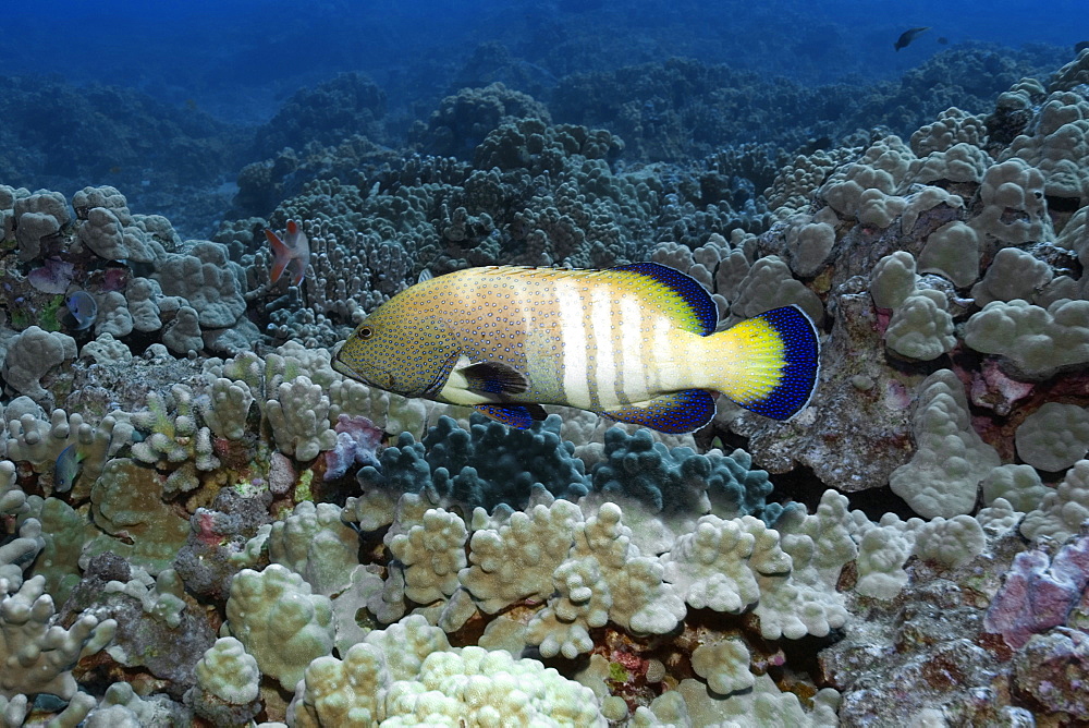 Peacock grouper (Cephalopholis argus), Kailua-Kona, Hawaii, United States of America, Pacific