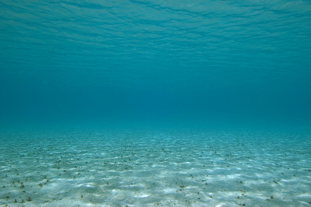 Underwater view, Big Island, Hawaii, United States of America, Pacific