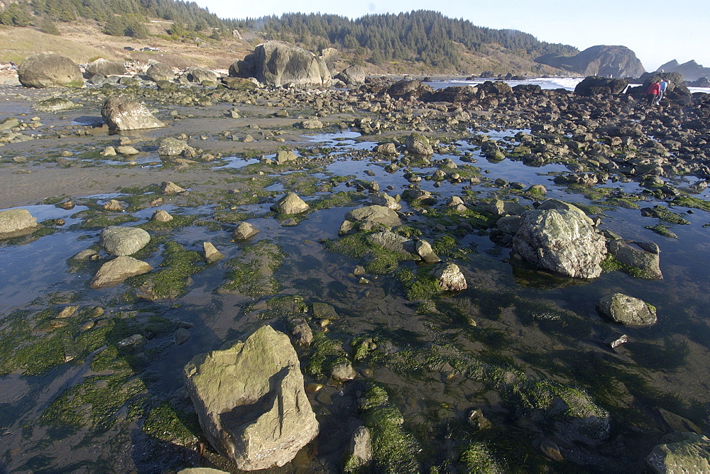 Rocky tide pools and sea shore at Lone Ranch Beach, Oregon, United States of America, North America