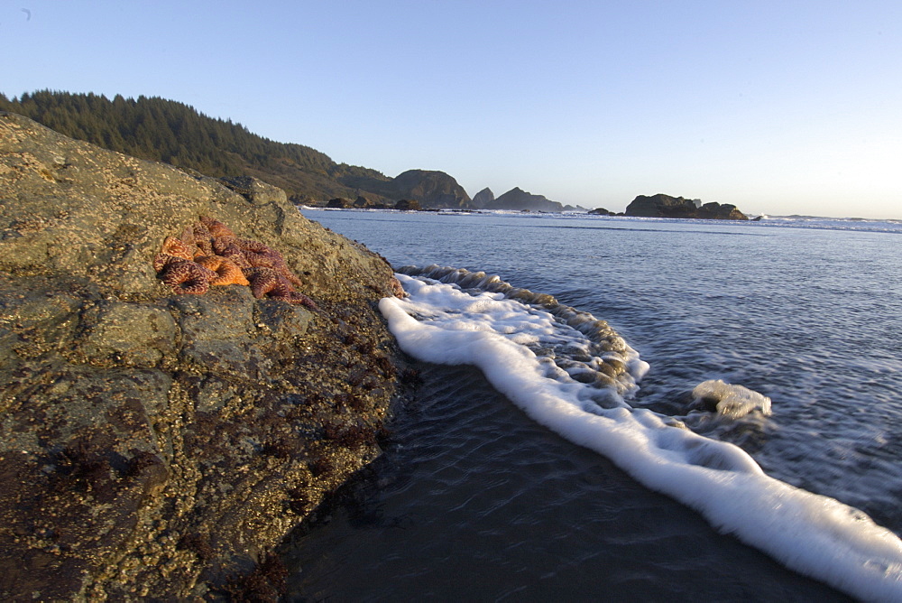 Purple ochre sea star (Pisaster ochraceus) at Lone Ranch Beach, Oregon, United States of America, North America