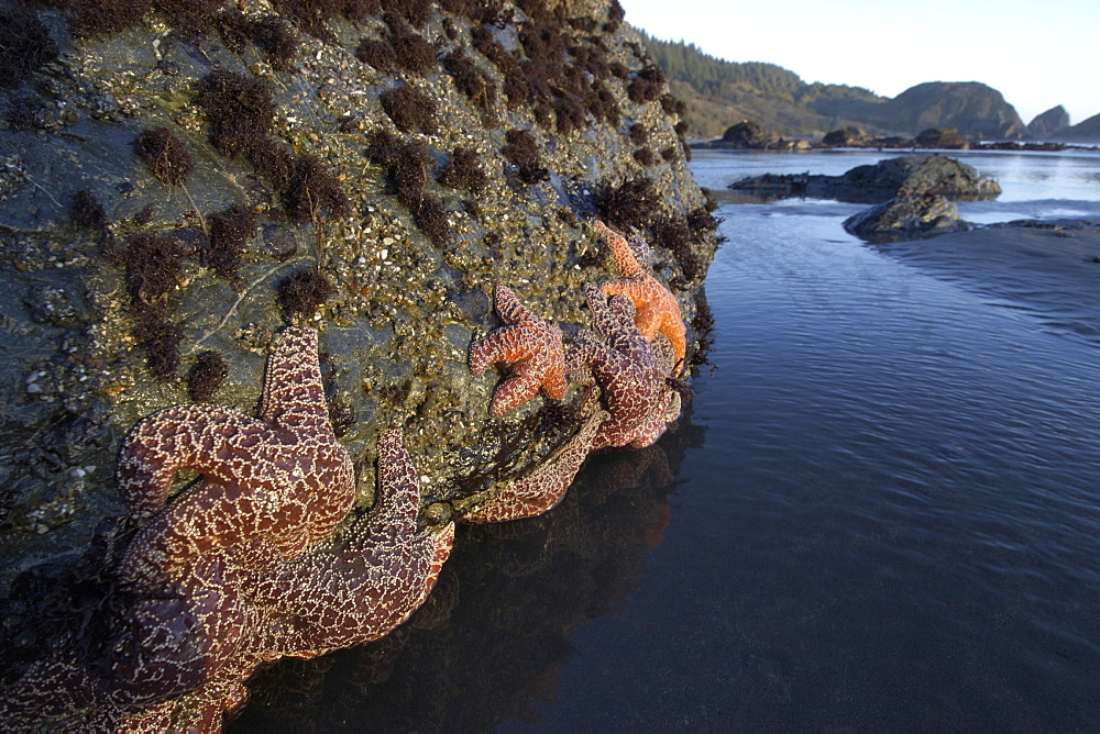 Purple ochre sea star (Pisaster ochraceus) at Lone Ranch Beach, Oregon, United States of America, North America