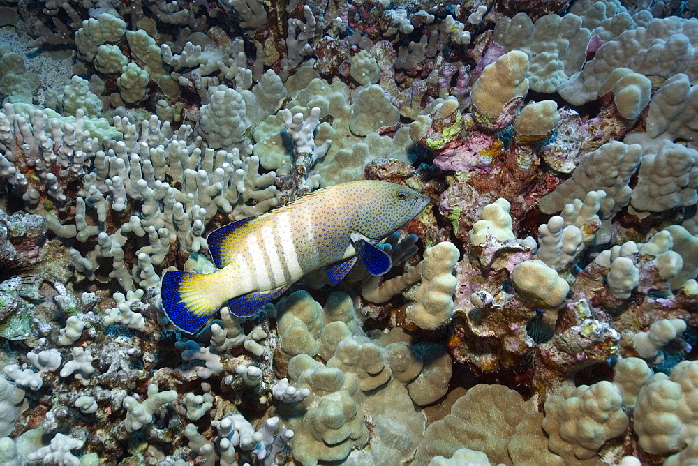 Peacock grouper (Cephalopholis argus), Kailua-Kona, Hawaii, United States of America, Pacific