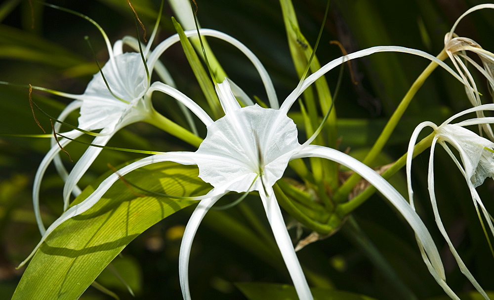 Macro shot, spider lily (Hymenocallis littoralis), Khao Sok National Park.   Surat Thani, Thailand, South-East Asia, Asia