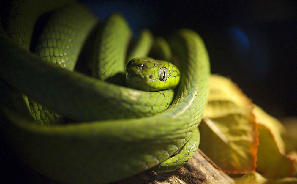 snake, Wildlfie display at the KL Tower.  Kuala Lumpur, Selangor, Malaysia, Asia