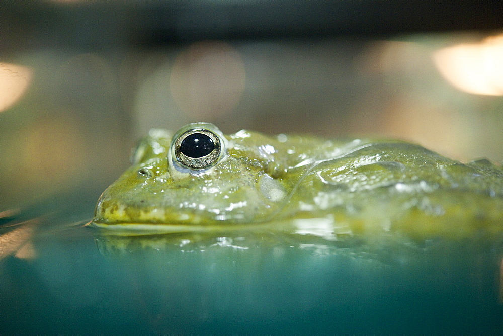 Toad, Wildlfie display at the KL Tower.  Kuala Lumpur, Selangor, Malaysia, Asia