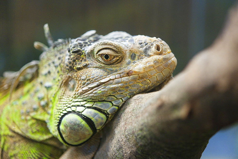 Captive, Green Iguana, Wildlfie display at the KL Tower.  Kuala Lumpur, Selangor, Malaysia, Asia